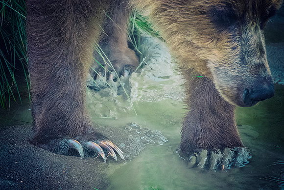 Brown Bear - Alaska