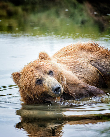 Brown Bear - Alaska