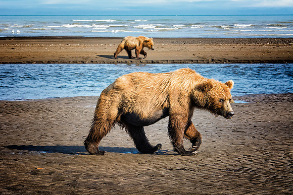 Brown Bear - Alaska