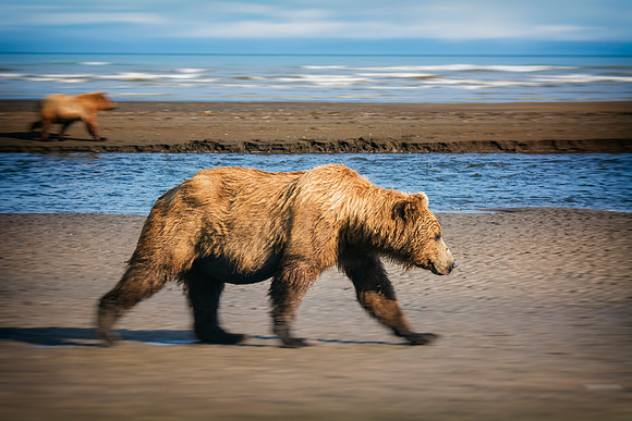 Brown Bear - Alaska