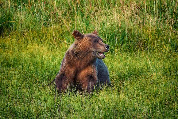 Brown Bear - Alaska