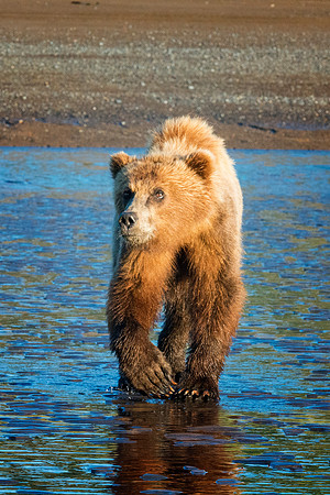 Brown Bear - Alaska