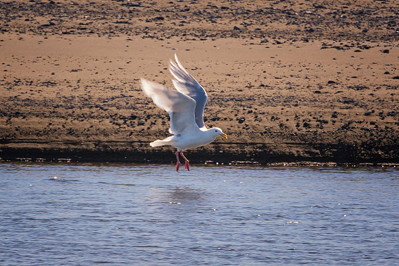 Herring Gull - Alaska