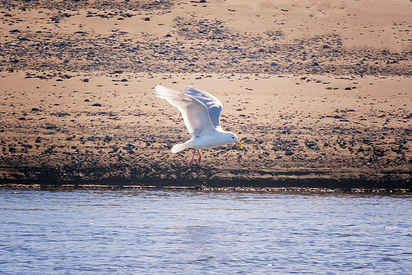 Herring Gull - Alaska