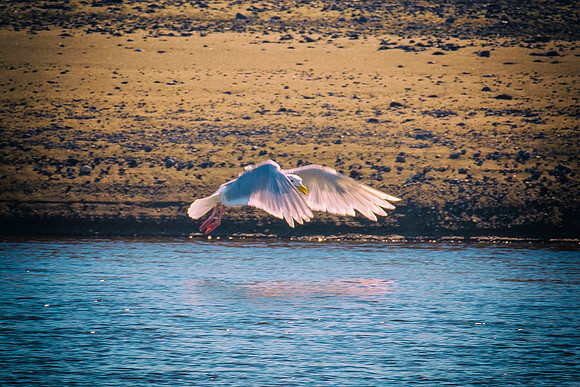 Herring Gull - Alaska