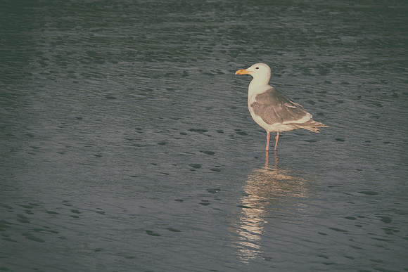Herring Gull - Alaska