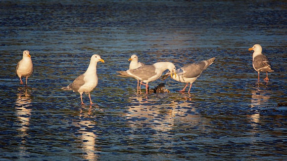 Herring Gull - Alaska