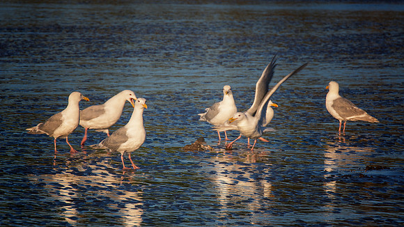 Herring Gull - Alaska
