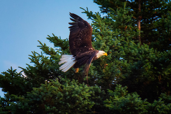 Bald Eagle - Alaska