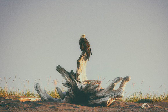 Bald Eagle - Alaska