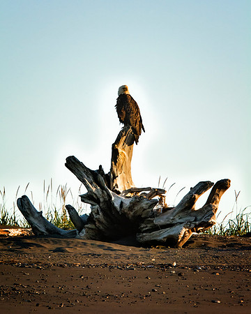 Bald Eagle - Alaska