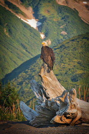 Bald Eagle - Alaska