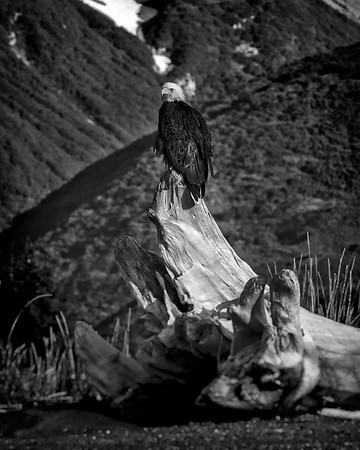 Bald Eagle - Alaska