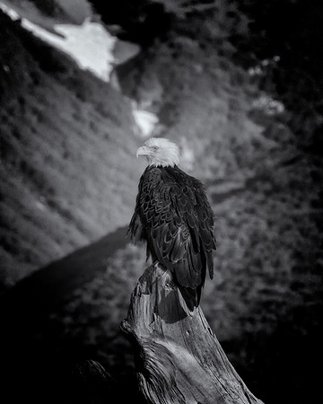 Bald Eagle - Alaska