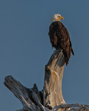 Bald Eagle - Alaska