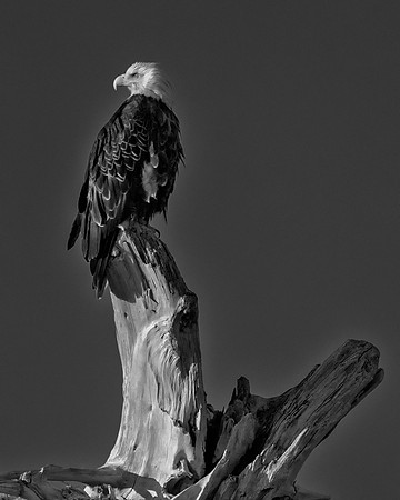 Bald Eagle - Alaska