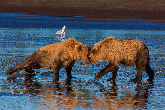 Brown Bear - Alaska