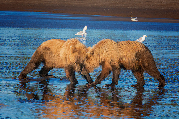 Brown Bear - Alaska