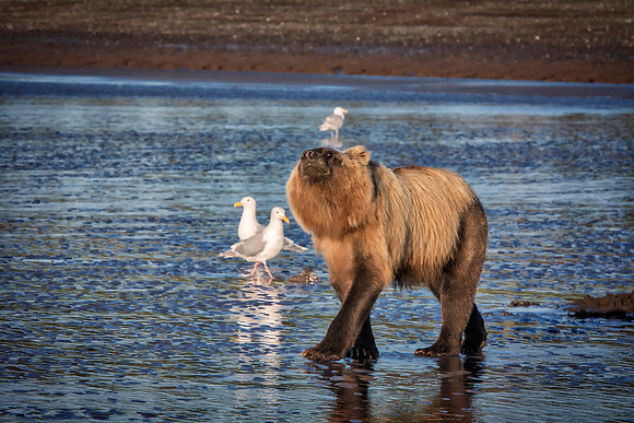 Brown Bear - Alaska