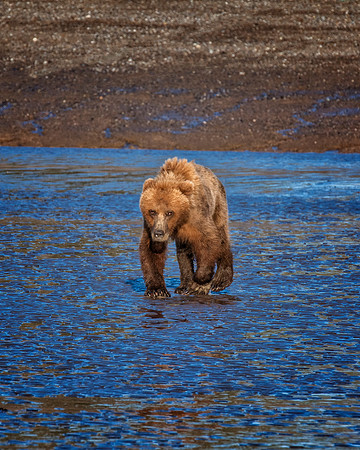Brown Bear - Alaska