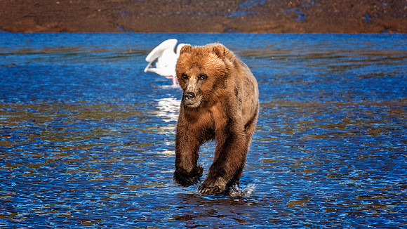 Brown Bear - Alaska