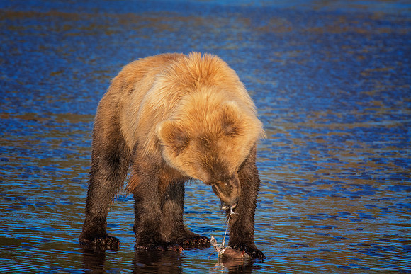 Brown Bear - Alaska