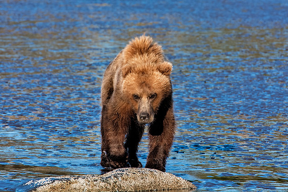 Brown Bear - Alaska