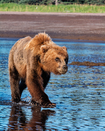 Brown Bear - Alaska