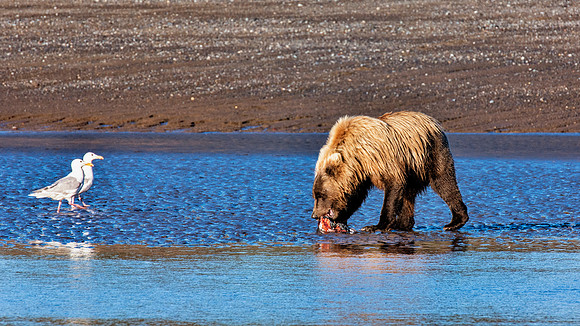 Brown Bear - Alaska