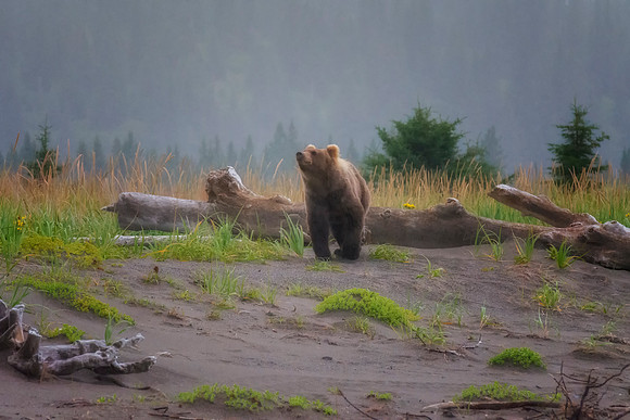 Brown Bear - Alaska
