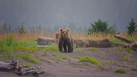 Brown Bear - Alaska