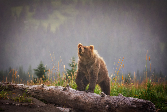 Brown Bear - Alaska