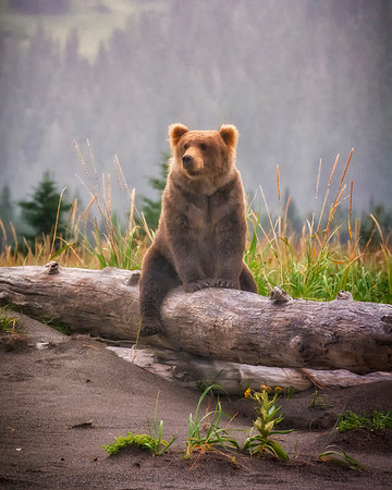 Brown Bear - Alaska
