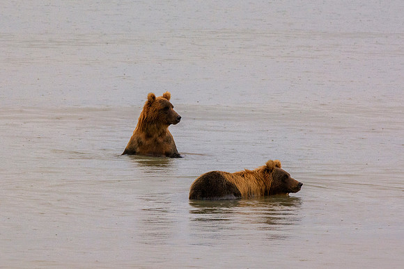 Brown Bear - Alaska