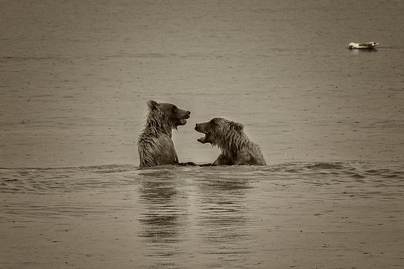 Brown Bear - Alaska