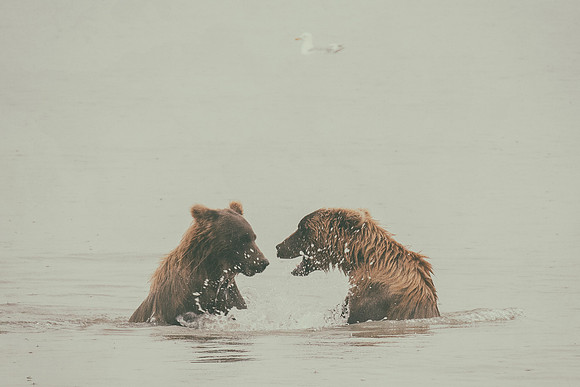 Brown Bear - Alaska
