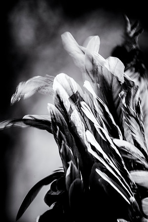 Feathers