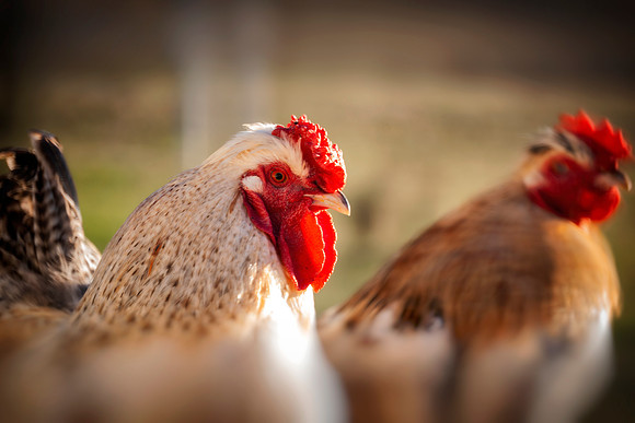 Roosters