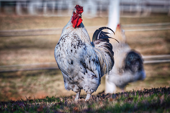 Rooster