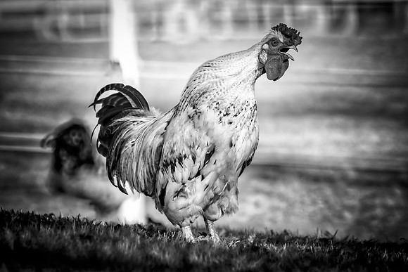 Rooster