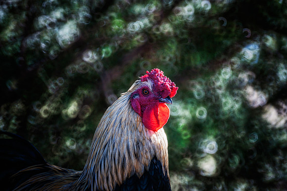 Rooster