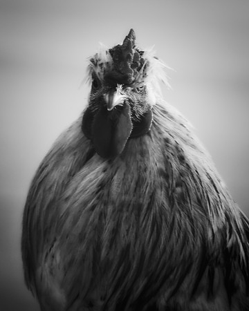 Rooster