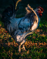 Chickens, Ducks, Geese & Goats Pt.1