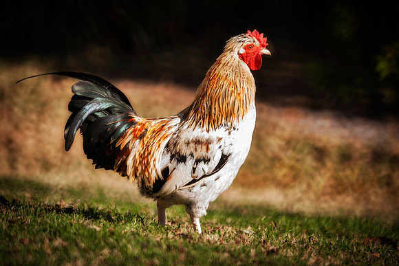 Rooster