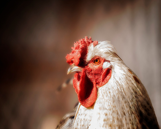 Rooster