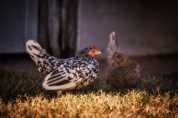 Small Hens