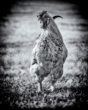 Rooster