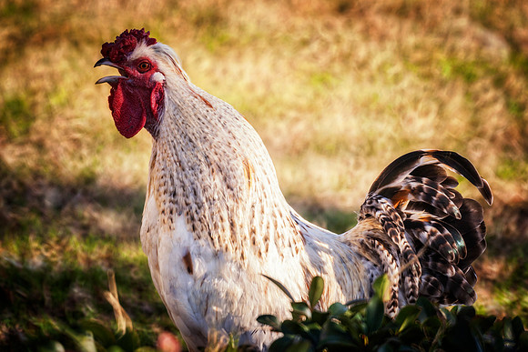 Rooster