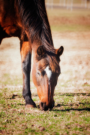 Old Horse