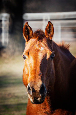 Quarter Horse
